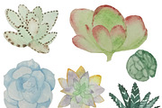 Watercolor Cacti & Succulent 4 pack, an Illustration by Valeri Nick (Thumbnail 5 of 6)