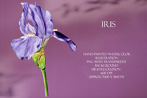 Violet Iris Watercolor Illustration