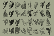 Birds of the World Illustrations, an Animal Illustration by Nomad Visuals (Thumbnail 10 of 12)