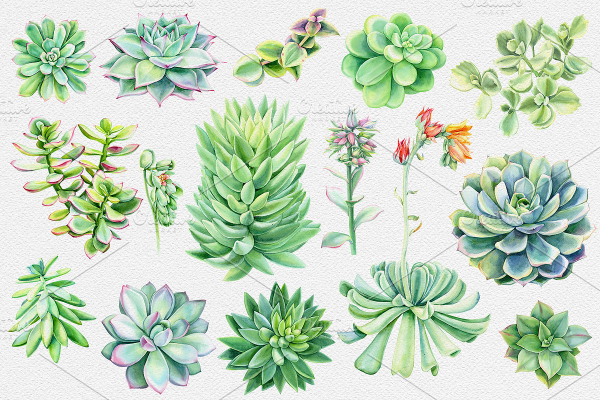 Watercolor Green plants, a Decorative Illustration by Hanna Hryharenka (Photo 2 of 11)