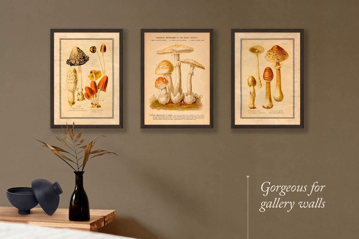 75 Vintage Mushroom Ephemera Artwork, a Decorative Illustration by The Object Atlas (Photo 7 of 7)