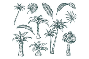 Palm sketch, tropical coconut tree, an Illustration by GenziWorkshop
