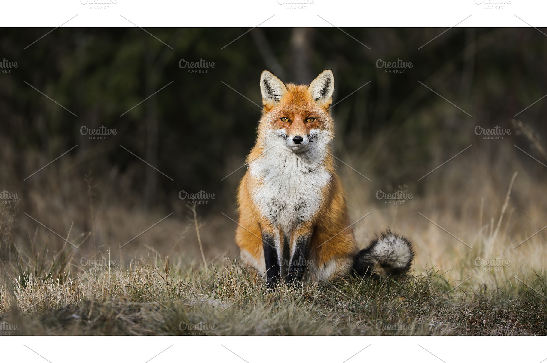 Calm red fox sitting on meadow in, an Animal Photo by WildMedia