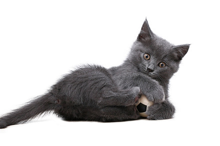 A small gray kitten plays with toy a soccer ball isolated on white background.