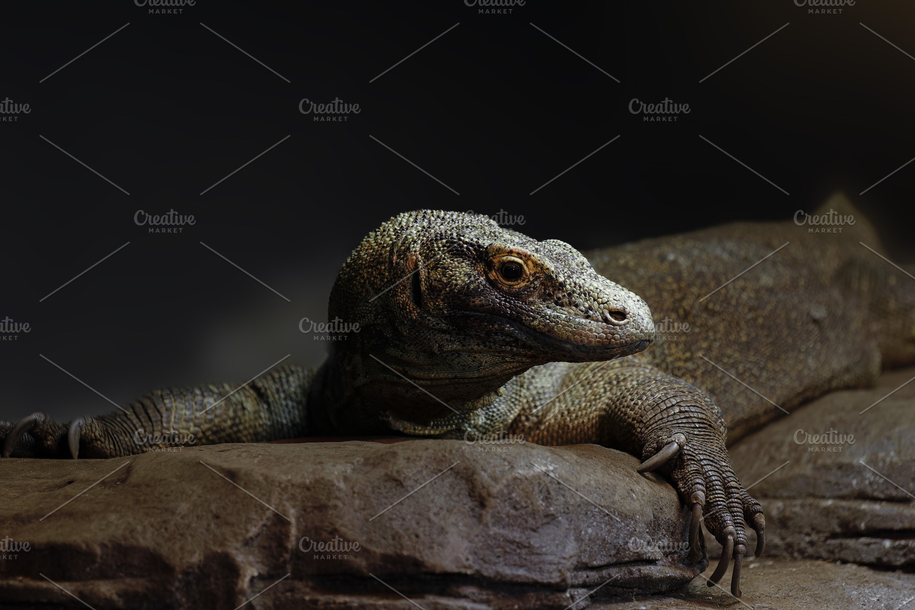 Komodo Dragon in the Foreground on a, an Animal Photo by Perpis