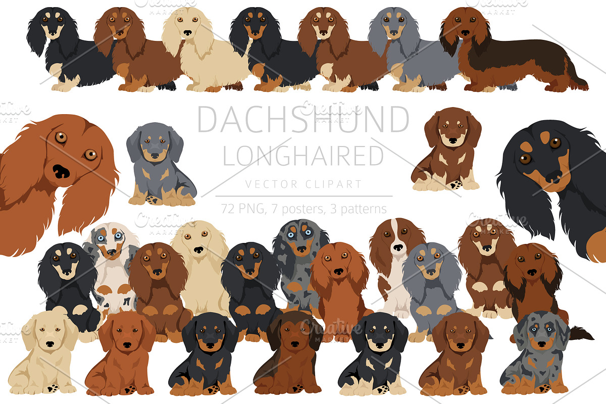Dachshund longhaired clipart, an Animal Illustration by pet design shop (Photo 1 of 10)