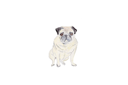 pug dog watercolor illustration