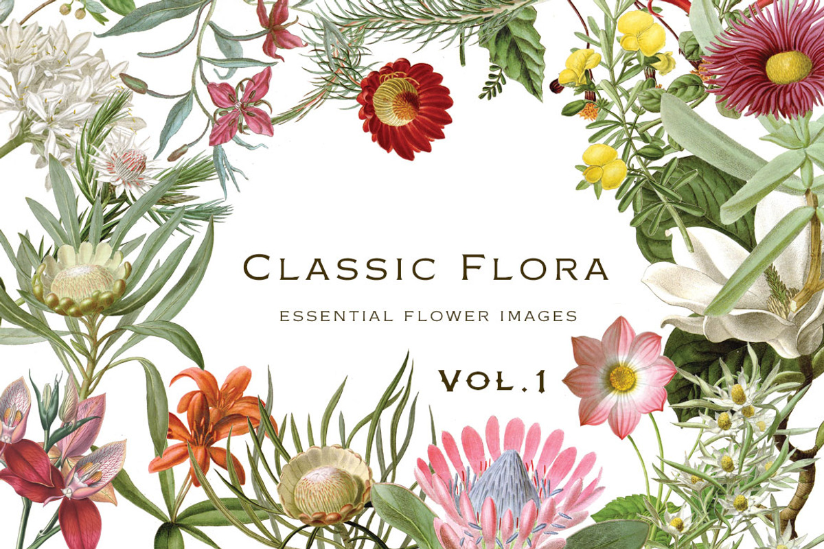 Botanical Flowers vol.1, an Illustration by BlackBird Foundry (Photo 1 of 3)