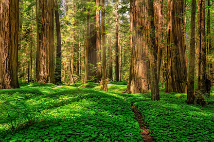 Redwood Giants, a Nature Photo by Jeff Schwartz Photography