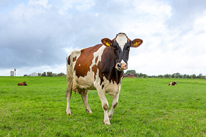 A cow in a green grass pasture containing countryside, cow, and dutch