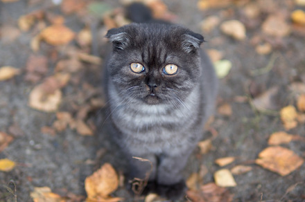 cat looking at the camera closeup, an Animal Photo by PavelKant