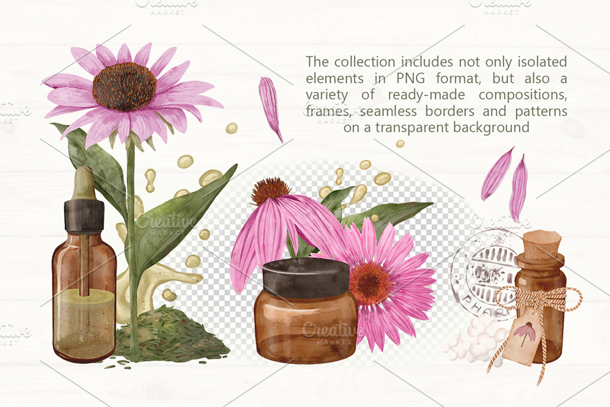 Echinacea watercolor clip art, an Illustration by ARTerria (Photo 4 of 9)