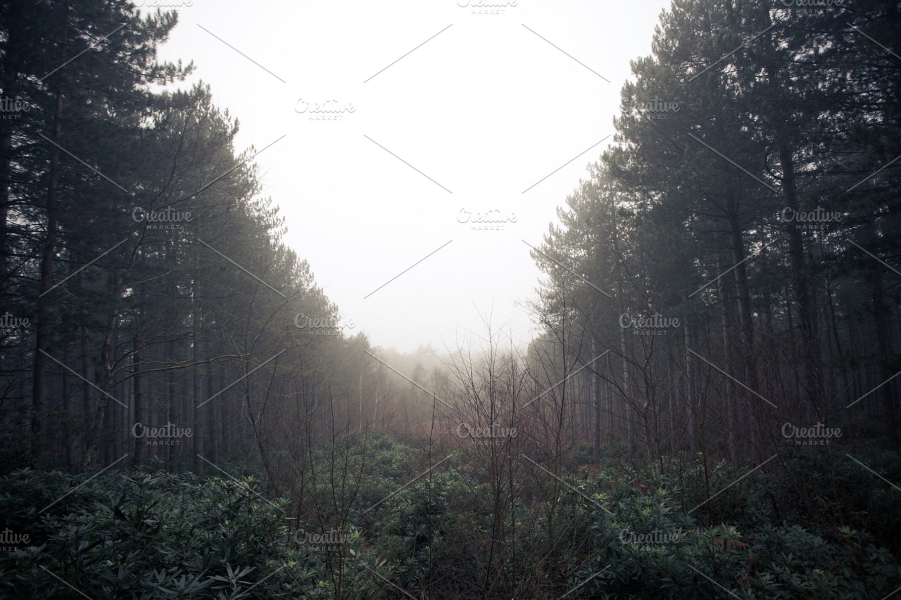 Forest skyline containing forest, forestry, and trees, a Nature Photo by North & Beard Ltd
