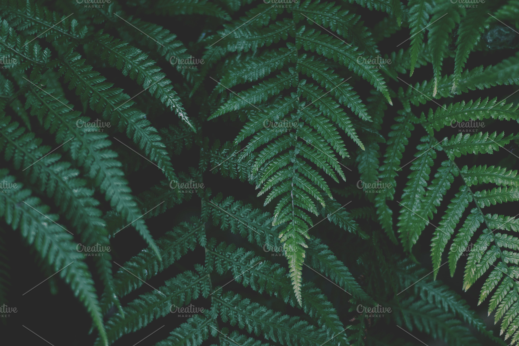 Minimalist Forest Fern Background, a Nature Photo by René Jordaan Photography