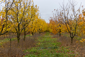 autumn leaf fall, cloudy weather in the orchard with cherries before winter, a Photo by rsoollAI