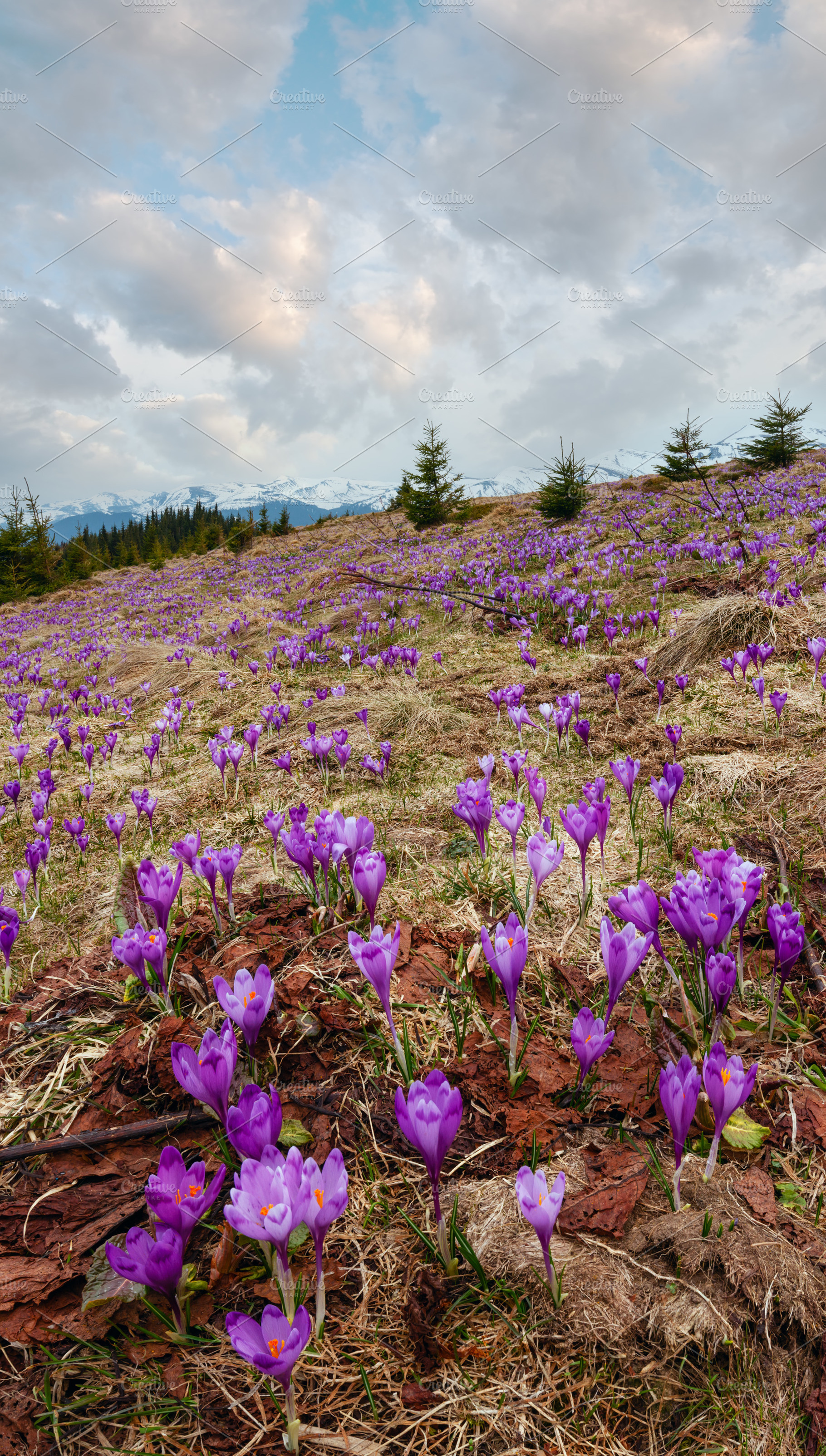 Purple Crocus flowers on spring mountain, a Nature Photo by YuriyB