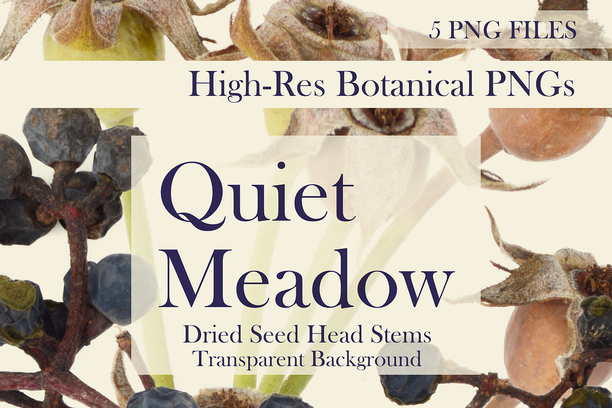 Quiet Meadow — Dried Seed Head Stems, an Object Graphic by Aga Silva (Photo 1 of 4)