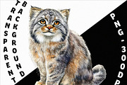 Watercolor Cats Clipart Pack (PNG), an Animal Illustration by DesignBTF (Thumbnail 8 of 8)