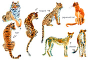 Watercolor WILD cats, an Animal Illustration by Anastasia (Thumbnail 12 of 13)