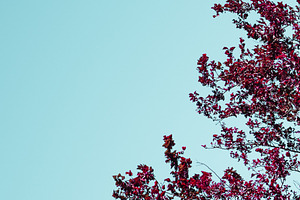 Purple Plum Tree By Road, a Nature Photo by SkyNext