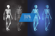 Anatomy Human Body skeleton vector, a Healthcare Illustration by Alltruecolours (Thumbnail 3 of 4)