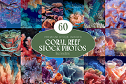 60 Coral Reef Stock Photos, a Nature Photo by Incomelion (Thumbnail 1 of 14)
