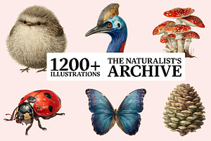 The Naturalist's Archive