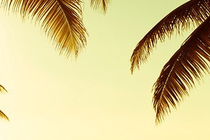 Tropical Palmtree Vintage Banner, a Holiday Photo by THP Creative