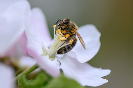 Close Honey bee collecting pollen from apple tree blossom, an Animal Photo by Byrdyak