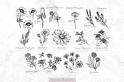 Flowers Line Art. Floral Clipart, a Decorative Illustration by ilonitta (Thumbnail 4 of 11)