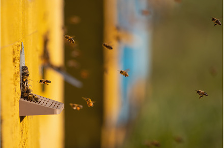 bees fly into the hive, an Animal Photo by Pakosta