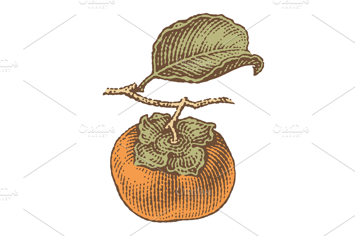 Persimmon engravings, a Food Illustration by Irina Trusova (Photo 2 of 3)