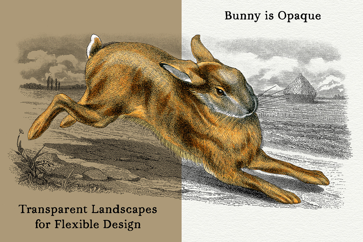 Vintage French Bunny Illustrations, an Animal Illustration by French Kiss Collections (Photo 5 of 12)