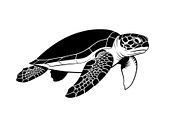 50 Sea Turtle Vector Silhouette Bund, an Illustration by jahid234 (Thumbnail 47 of 51)