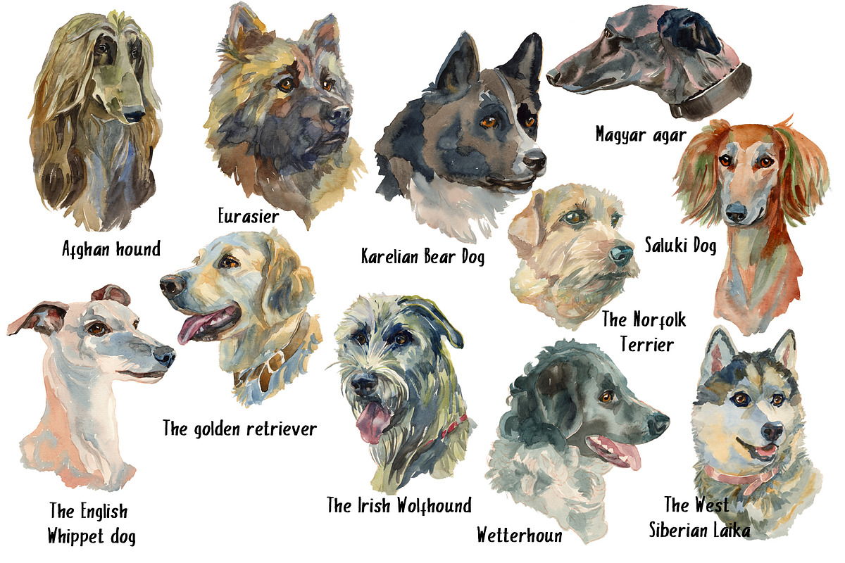 Hunter Dogs Watercolor Set 3, an Animal Illustration by Malena (Photo 2 of 4)