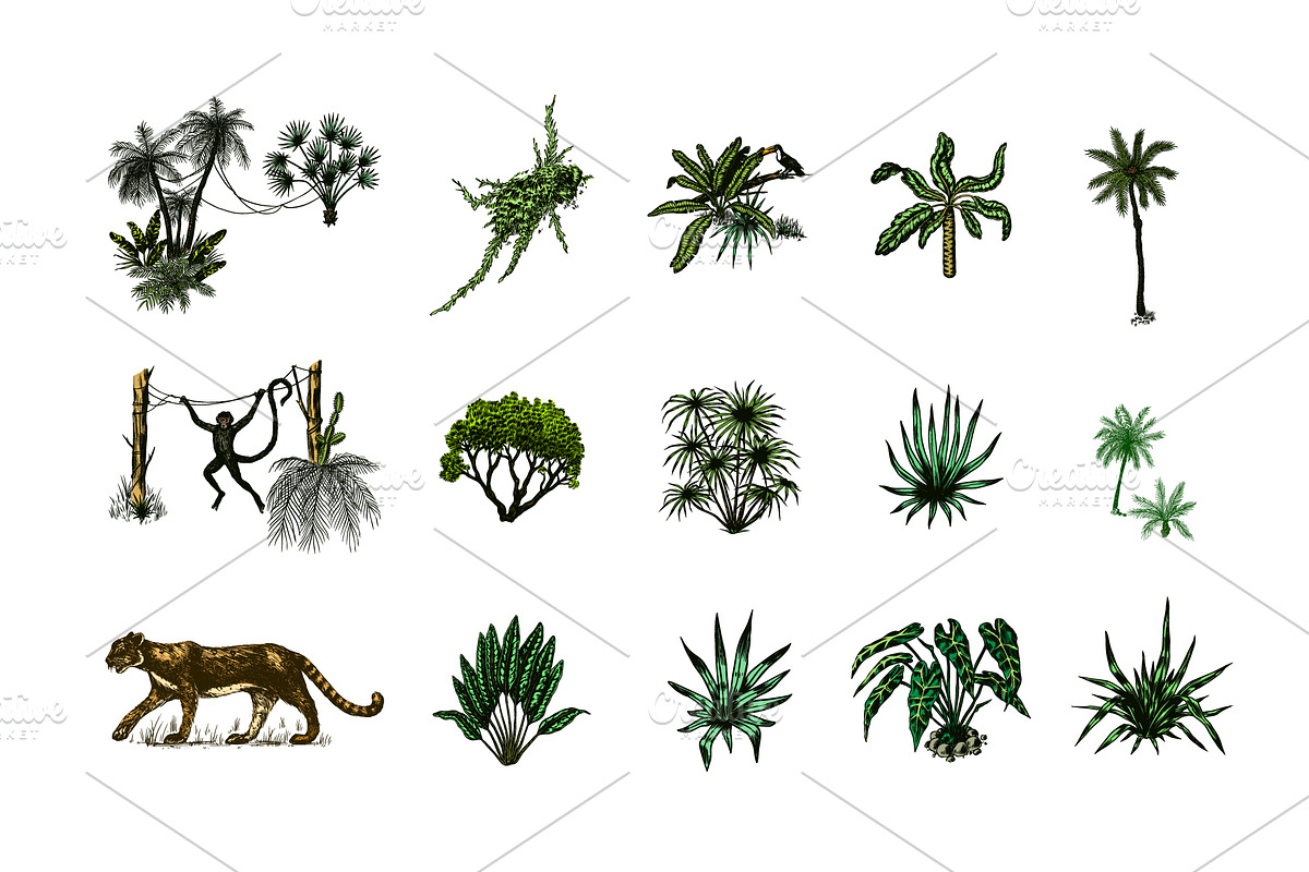 Tropical trees and plants. Jungle, a Decorative Illustration by Arthur Balitskiy (Photo 4 of 4)