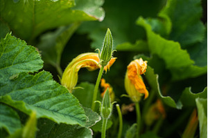 Pumpkin flower buds and blooming, a Nature Photo by volodymyrshtun13795