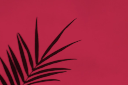 Viva magenta color of the year 2023. Palm leaves and their shadow on an backgro