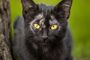 A black cute kitten is yawning and s