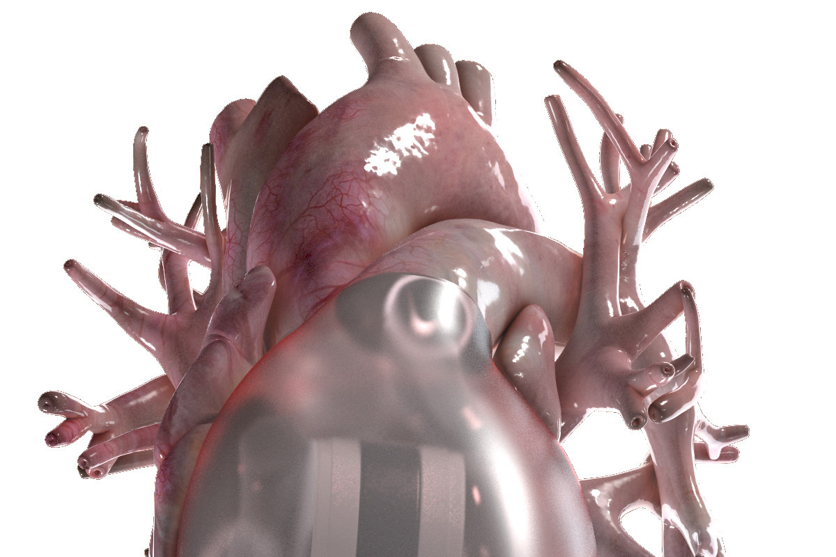 Artificial Human Heart Beating, an Object 3D Model by konstantin.ermolaev (Photo 3 of 5)