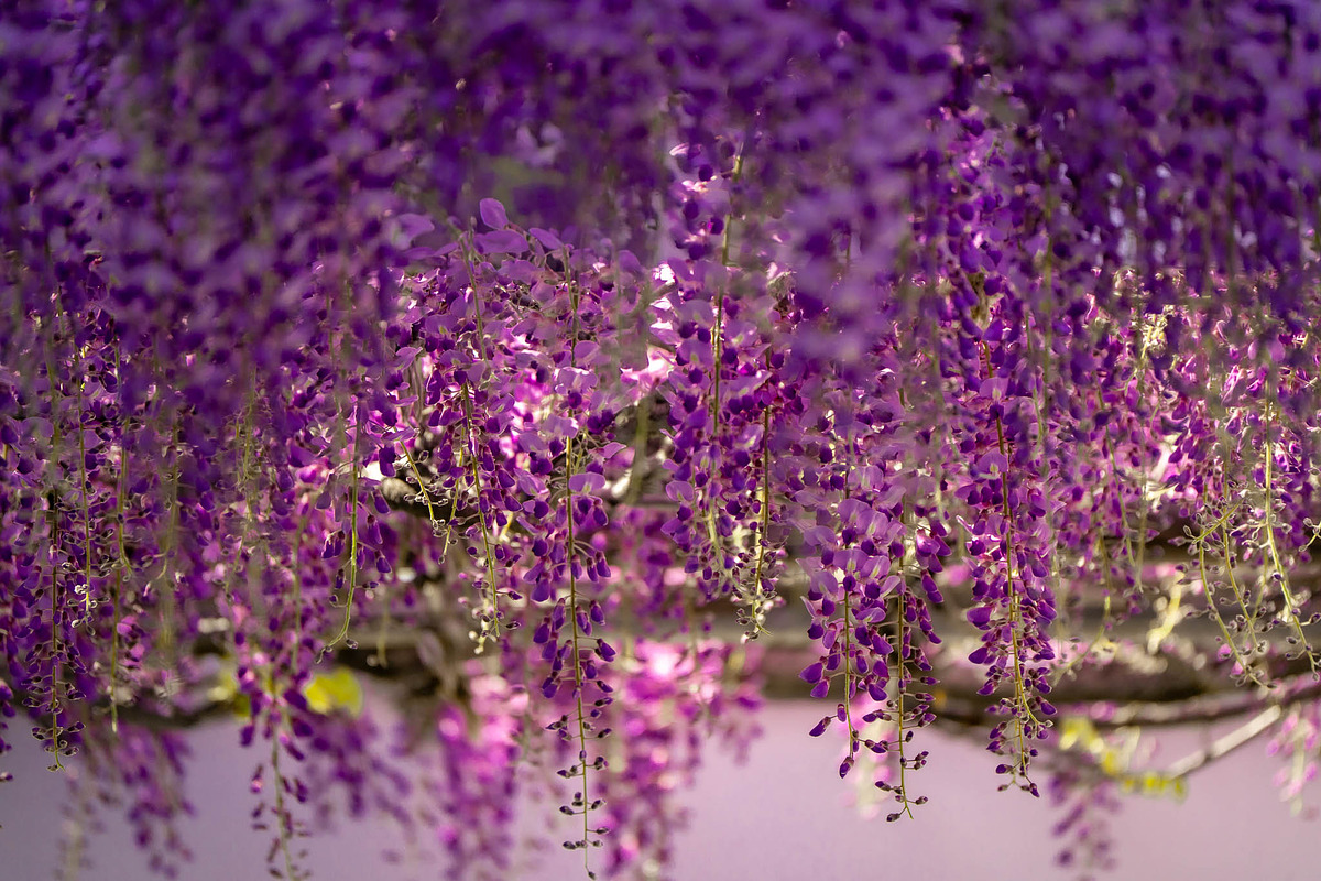 Purple Wisteria Flower Photo Bundle, a Nature Photo by Silent Nature (Photo 2 of 6)