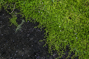 Tanaman merambat yang menutupi bagia, a Background Photo by bastera