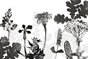 HERBARIA. Pressed Wildflower Scans, an Object Graphic by Schumacher Shop (Thumbnail 5 of 21)