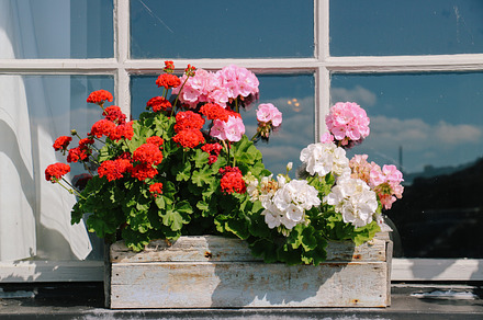 rustic beauty no.2