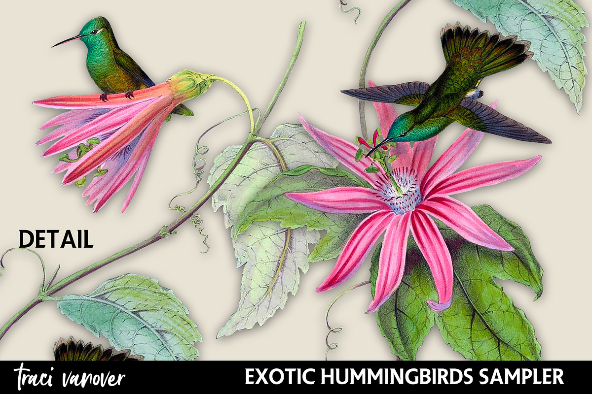 Exotic Hummingbirds Clipart Set, an Illustration by ephemoire (Photo 4 of 4)