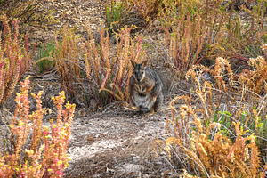 Wallaby standing on forest floor among dry leaves on Kangaroo Is, a Nature Photo by GoodGoods
