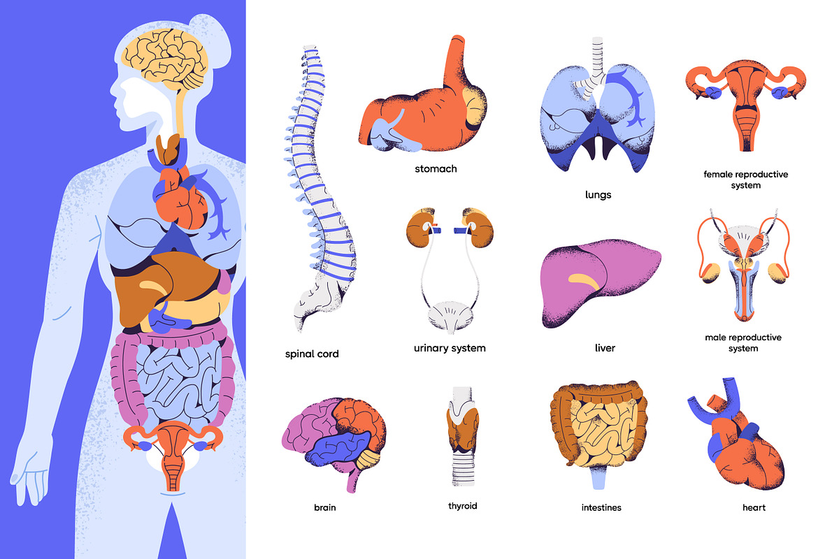 Human body anatomy, internal organs, a Healthcare Illustration by PaperTrident (Photo 1 of 3)