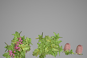 Potato tuber set, an Environmental 3D Model by AndrewWhite (Thumbnail 6 of 7)