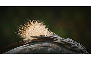 Artistic Shot of Crane Feathers, an Animal Photo by Our Amazing World