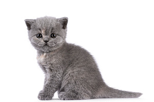 British Shorthair cat kitten on white